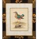 12 hand-coloured ornithological engravings from 1740 by George Edwards.