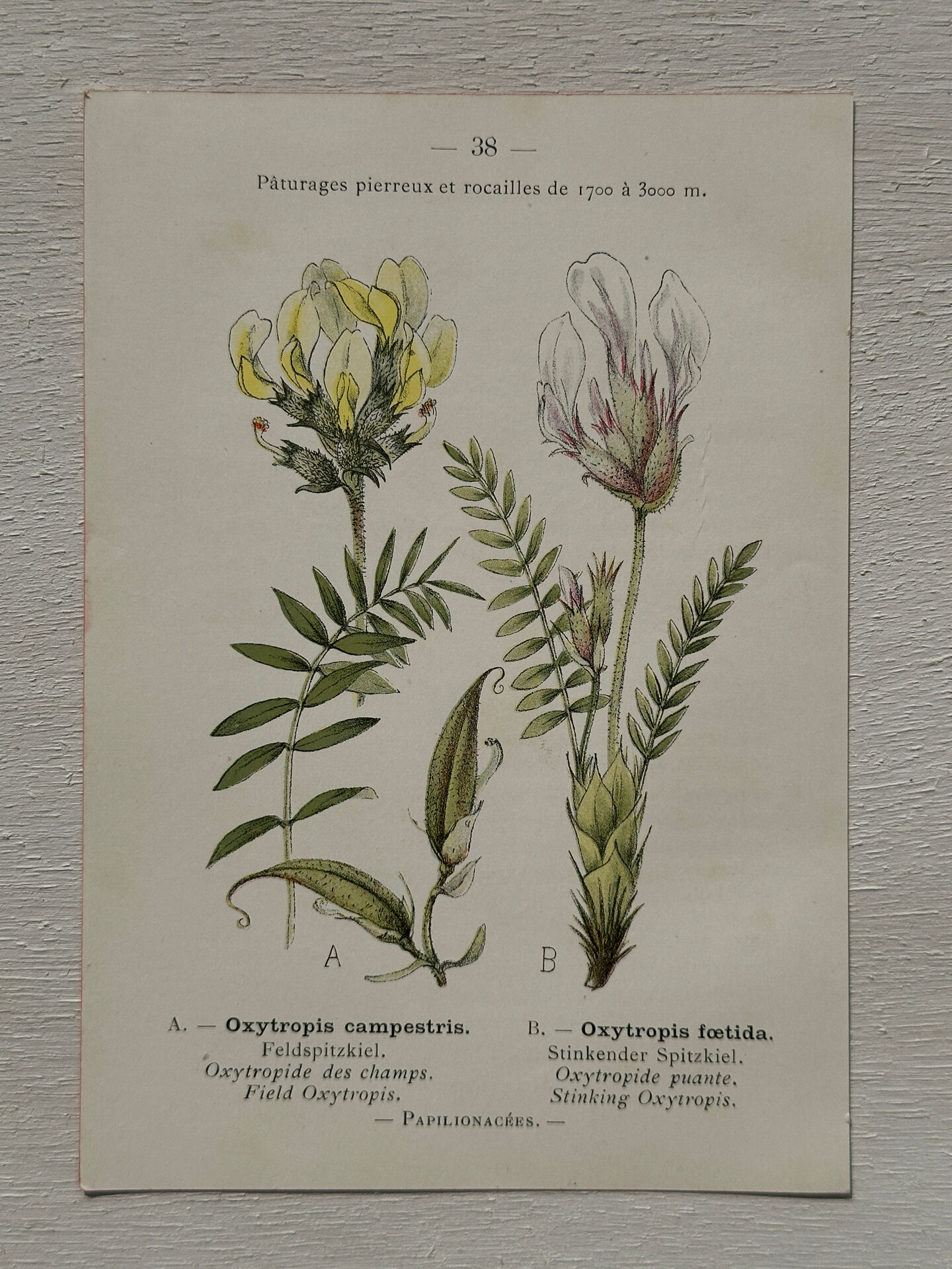 Botanical Plate 1800 Old Naturalist Engraving 19th Century Double-Sided