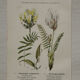 Botanical Plate 1800 Old Naturalist Engraving 19th Century Double-Sided