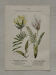 Botanical Plate 1800 Old Naturalist Engraving 19th Century Double-Sided