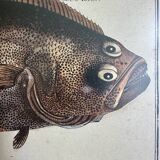 Old lithograph Morubel, the halibut
