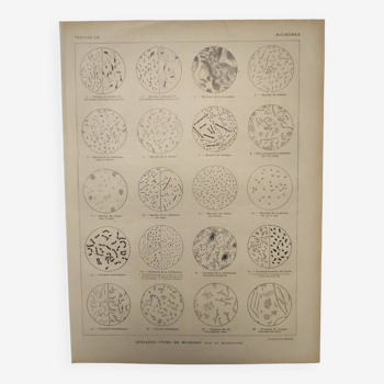 Original engraving from 1922 - Microbes - Old educational encyclopedia page