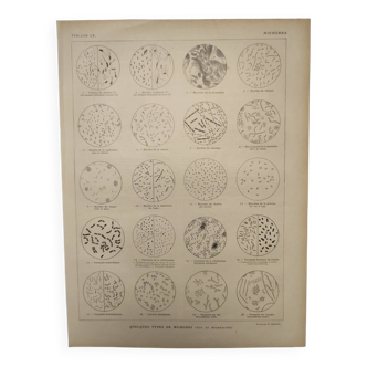 Original engraving from 1922 - Microbes - Old educational encyclopedia page