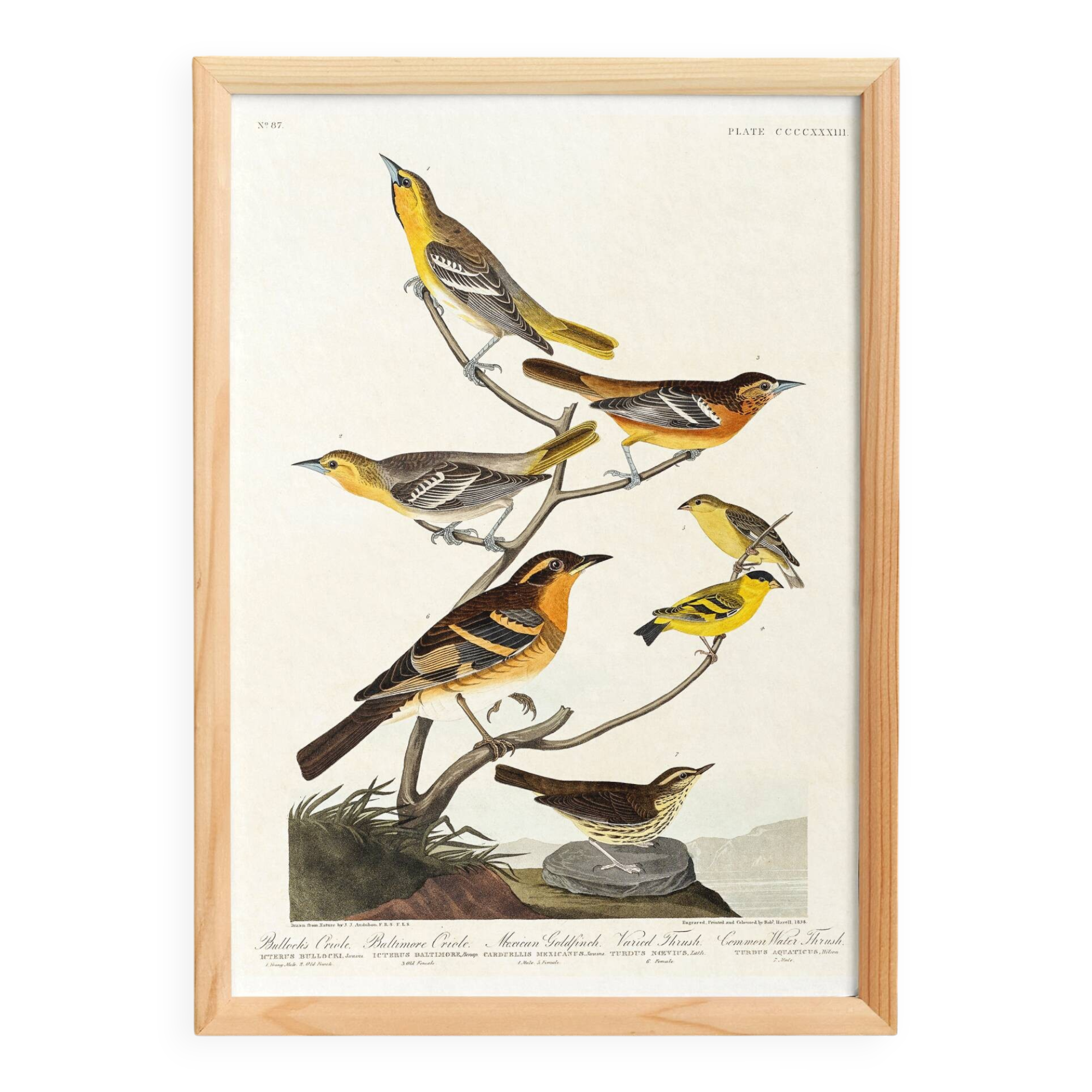 Poster about Baltimore Orioles, based on an old engraving from 1827.