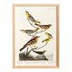 Poster about Baltimore Orioles, based on an old engraving from 1827.