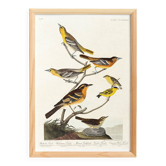 Poster about Baltimore Orioles, based on an old engraving from 1827.
