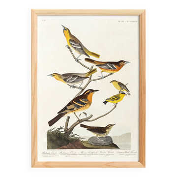Affiche sur les Oriole de Baltimore, d’après une gravure ancienne de 1827.