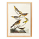 Poster about Baltimore Orioles, based on an old engraving from 1827.