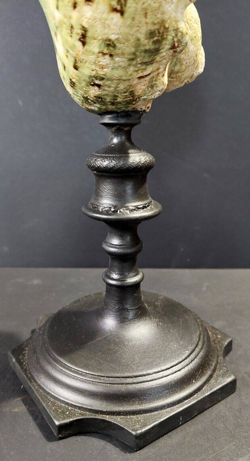 Cabinet of curiosities turbo marmoratus shell on base