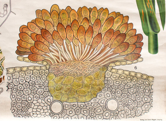 Botanical paintings Schmeils by Otto Schmeil 1899 poster