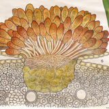 Botanical paintings Schmeils by Otto Schmeil 1899 poster