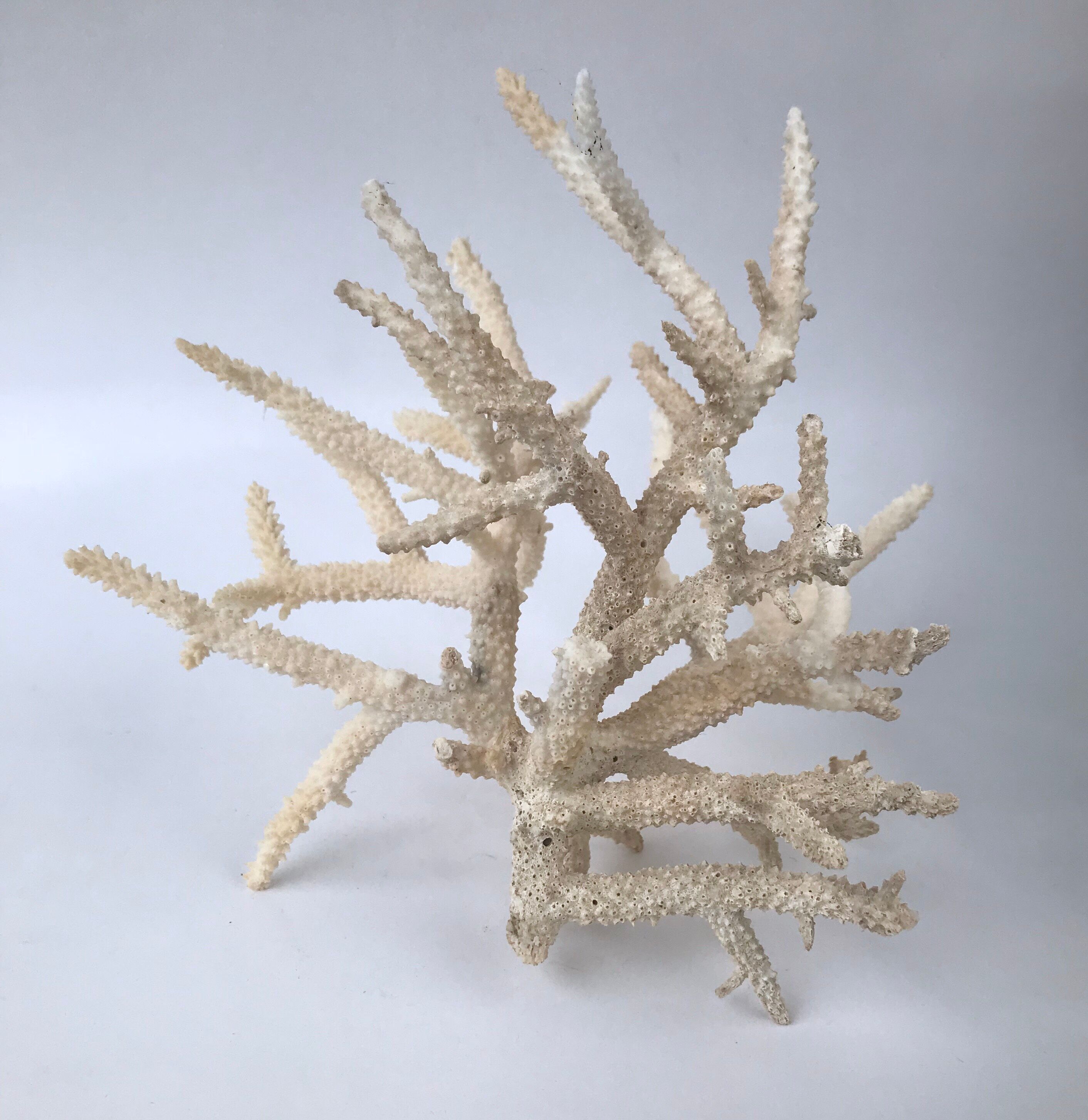 Pacific coral branch