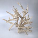 Pacific coral branch