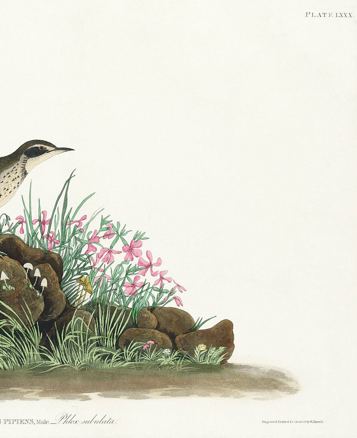 Poster about the Pipit Lark, based on an old engraving from 1827.