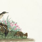 Poster about the Pipit Lark, based on an old engraving from 1827.