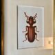 Beetle illustration