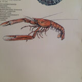 Original vintage marine wildlife poster, 80s