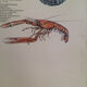 Original vintage marine wildlife poster, 80s