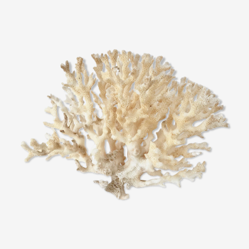 Branche de corail buisson