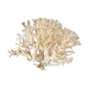Coral branch bush