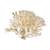 Coral branch bush