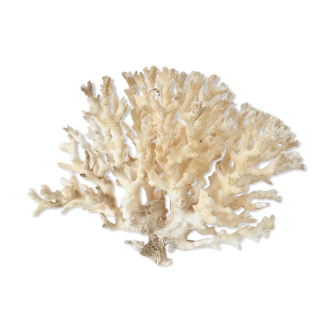 Coral branch bush