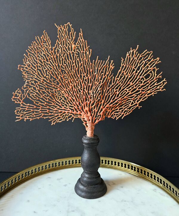 Gorgone Rouge Socle en marron. H : 29 cm   Objet de Décoration & Curiosité