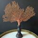 Red Gorgon Base in brown. H: 29 cm | Decorative Object & Curiosity