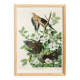 Poster about the mourning dove, based on an old engraving from 1827.