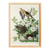 Poster about the mourning dove, based on an old engraving from 1827.
