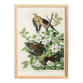 Poster about the mourning dove, based on an old engraving from 1827.