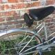 Vintage bike