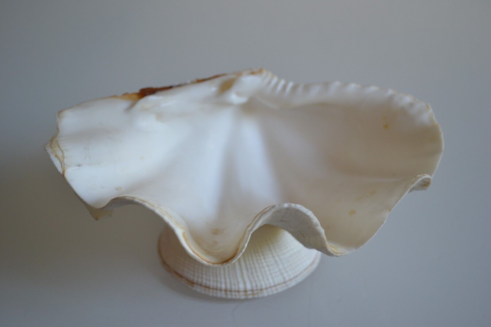 Clam shell in empty pocket