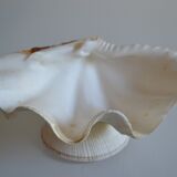 Clam shell in empty pocket