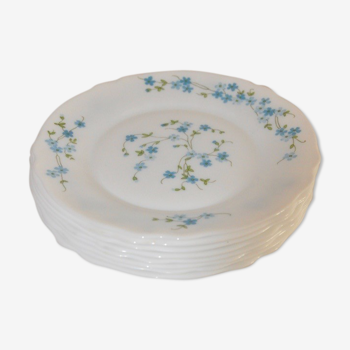 8 Arcopal mysosotis style dessert plates