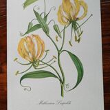 Botanical poster - Methonica Leopoldi