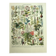 Gravure ancienne de 1928 - Plantes médicinales (2) par Millot. botanique