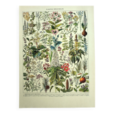 Old engraving from 1928 - Medicinal plants (2) by Millot. Botany