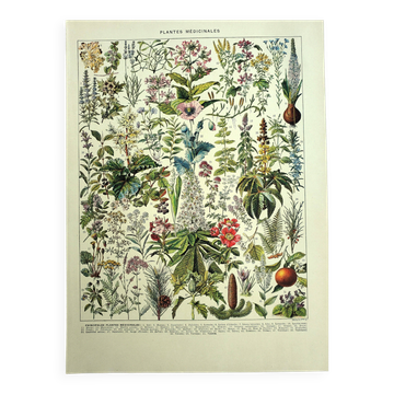 Gravure ancienne de 1928 - Plantes médicinales (2) par Millot. botanique