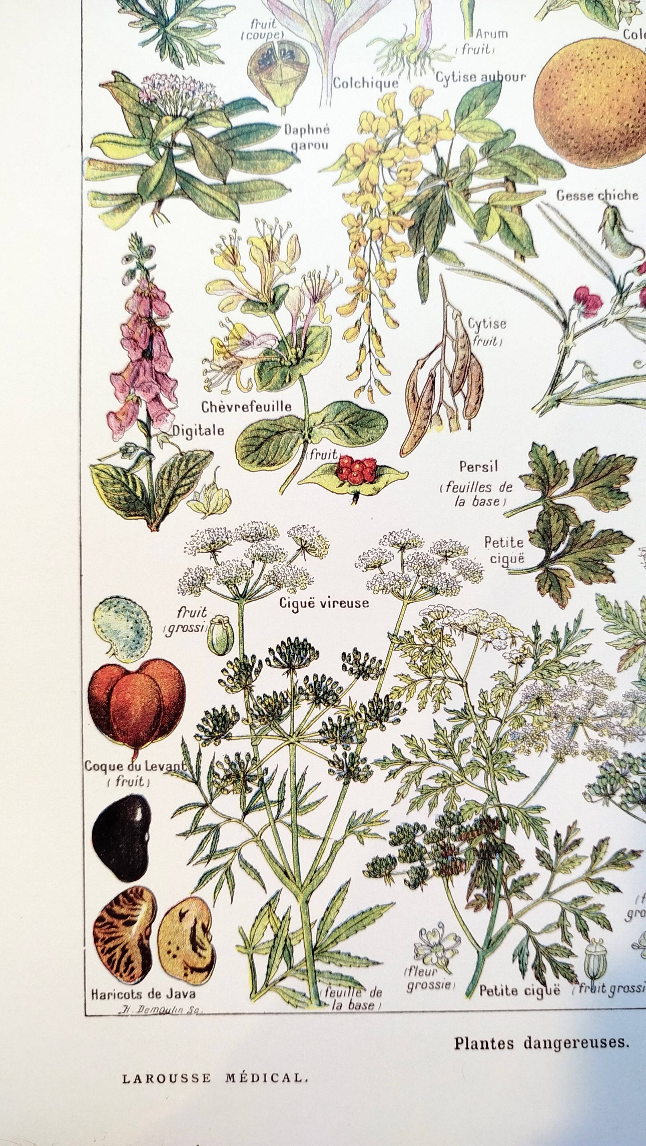 Poster about dangerous plants "hemlock", from a 1920 lithograph