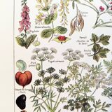 Poster about dangerous plants "hemlock", from a 1920 lithograph