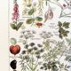 Poster about dangerous plants "hemlock", from a 1920 lithograph