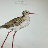 Naturalist plate old birds double-sided engraving work 1908 G. Denise