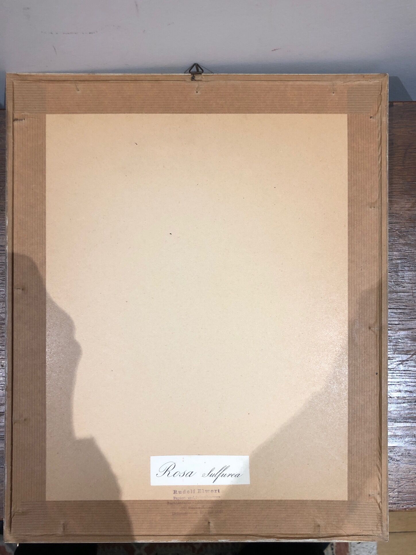 Rosa Sulfurea by Pierre Joseph Redouté