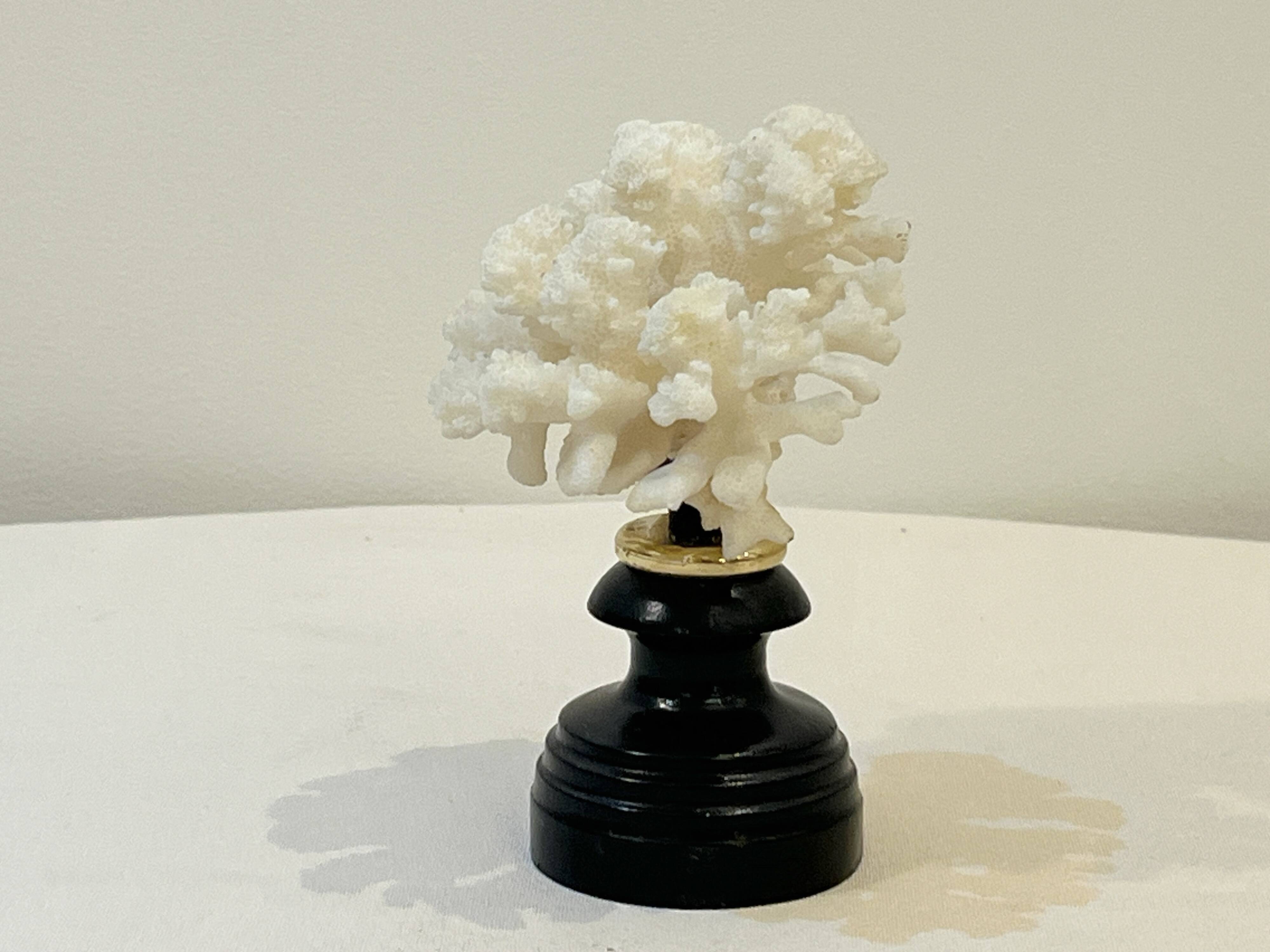 Antique natural white bush coral on wooden base Napoleon III cabinet of curiosities