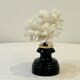 Antique natural white bush coral on wooden base Napoleon III cabinet of curiosities