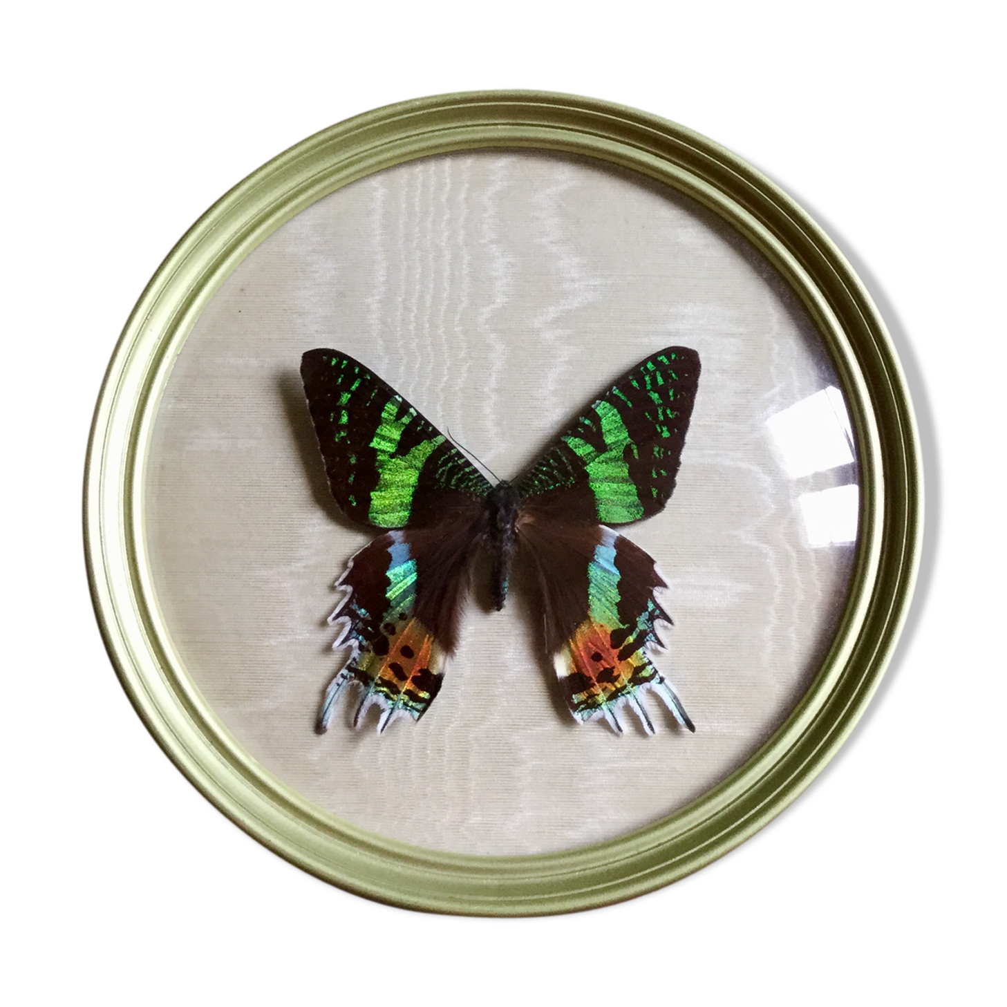 Butterfly bomb round frame