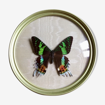 Butterfly bomb round frame