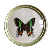Papillon cadre rond bombé