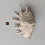 Large pink shell - Large Lambis - Strombidae - Lambis Truncata with 7 digitizations